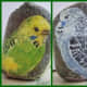 Muskie and Theo...My cousins Budgies on one rock