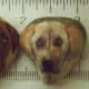 1†size ... grandogs Logan & Ginger