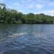 Family of manatees