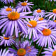 Blue New York Aster