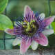 how-passionflower-maintains-ecology-and-cures-health-issues