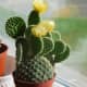 Cactus with yellow flower