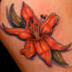Bright Orange Lily