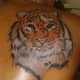 Tiger Tattoo, xkidox tiger