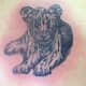 Tiger Tattoo, Cliff (Z) Ziegler, Zebra Tattooz, Streetsboro, Ohio