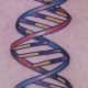 DNA double helix (by Jason Donahue, Idle Hand, San Francisco, CA)