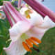 Lily black dragon