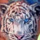 tiger-tattoos-and-meanings-tiger-tattoo-designs-and-ideas