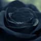 Black roses are often associated with death. 