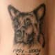 tattoo-ideas-pet-memorials