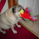 Our pug Max, admittedly larger than most pugs, was never without a colorful fuzzy.
