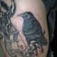 tatuajes del cuervotattoos-and-meanings-raven-tattoo-designs-and-ideas-raven-tattoo-pictures