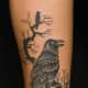 raven-tattoos-and-meanings-raven-tattoo-designs-and-ideeën-raven-tattoo-plaatjes