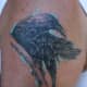 raven-tatuaże-i-znaczenia-raven-tattoo-designs-and-ideas-raven-tattoo-pictures