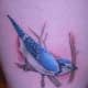bluejay-tattoos-and-designs-bluejay-tattoo-meanings-and-ideas-bluejay-tattoo-pictures