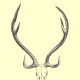 The skull and antlers of a chital, or axis deer, native to South Asia.