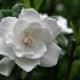 Gardenia Bloom. Photo by Jill Lang/Dreamstime.