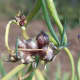 Egyptian onions, also known as top onions, grow sets instead of flowers at the top of the stem.