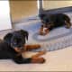 Petra and Kaiser, two rottweiler puppies, at 8 weeks old