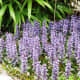 Ajuga, with its spikes of blue flowers can fill in an area quickly.