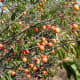 Growing conditions and type may produce golden fruits...