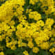 the-easiest-to-grow-perennial-in-the-world-basket-of-gold