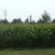 Corn Field near Kirrlach