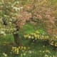 Floppy-eared Nubian goats frolic in the meadow of daffodils and snowdrops.
