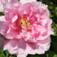 Beautiful rose of Fraueninsel.