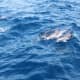 Dolphin Watching Madeira