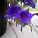 I captured these blooms on the porch, hanging down between two pots.