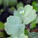 how-to-photograph-flowers-point-and-shoot-macro-photography