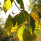 Birch leaves in the sun