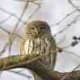 And the smallest, a real cutie! The Pygmy Owl