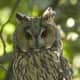 Long Eared Owl. Often confused with Eagle Owl but is much smaller.