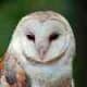 Barn Owl: Often seen as being a ghost!