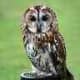 Tawny Owl