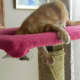 animal-anamolies-my-new-kittys-paws-a-pictorial-journal
