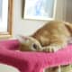 animal-anamolies-my-new-kittys-paws-a-pictorial-journal