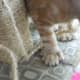 animal-anamolies-my-new-kittys-paws-a-pictorial-journal