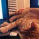 THIS IS MY MILO KITTY TODAY.....HE IS NOW ONE YEAR OLD..TODAY...AND HAS ALMOST GROWN INTO HIS PAWS.