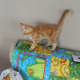 animal-anamolies-my-new-kittys-paws-a-pictorial-journal