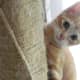 animal-anamolies-my-new-kittys-paws-a-pictorial-journal