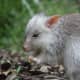 things-you-dont-know-about-wildlife-in-australia-kangaroos-are-more-than-humans