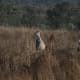 things-you-dont-know-about-wildlife-in-australia-kangaroos-are-more-than-humans