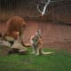 things-you-dont-know-about-wildlife-in-australia-kangaroos-are-more-than-humans