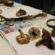 Observing mushrooms & bracket fungi