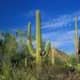 Amidst the Saguaro Cactus, Saguaro National Park, Tucson, Arizona