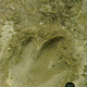 Dinosaur footprint in Glen Rose Formation near Tarpley, Texas