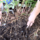Gently lift the alstroemeria and remove excess soil. Be sure not to damage roots.